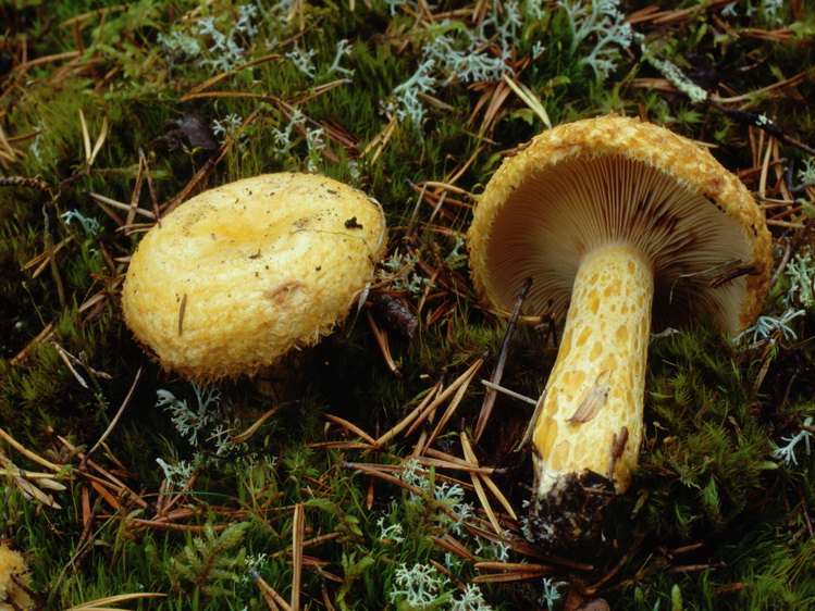 Specie interessanti dalla LAPPONIA due